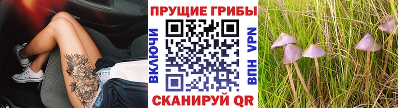 сколько стоит  Кашин  Псилоцибиновые грибы MAGIC MUSHROOMS 